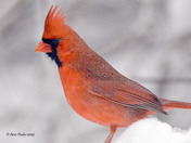 Northern Cardinals