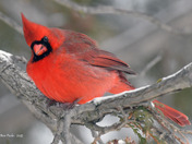 Northern Cardinals