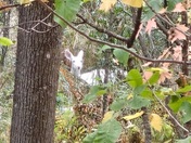 Voyageurs National Park 