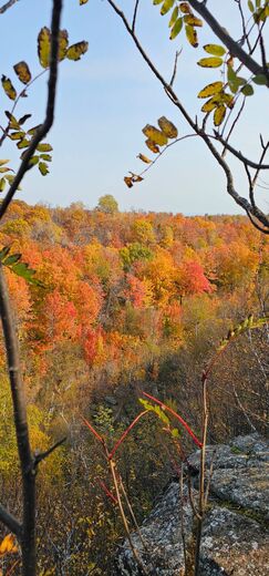 Superior National Forest