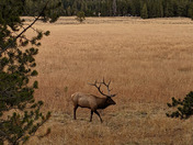 Yellowstone National Park