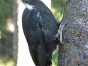 Pileated Woodpecker