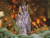 When the owl has an eye on your holiday leftovers