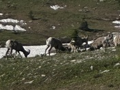 Glacier National Park