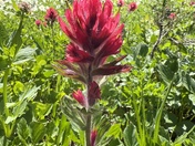 Mt. Rainier National Park