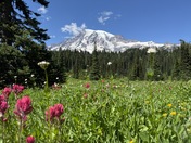 Mt. Rainier National Park