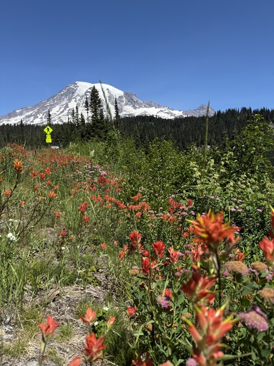 Mt. Rainier National Park