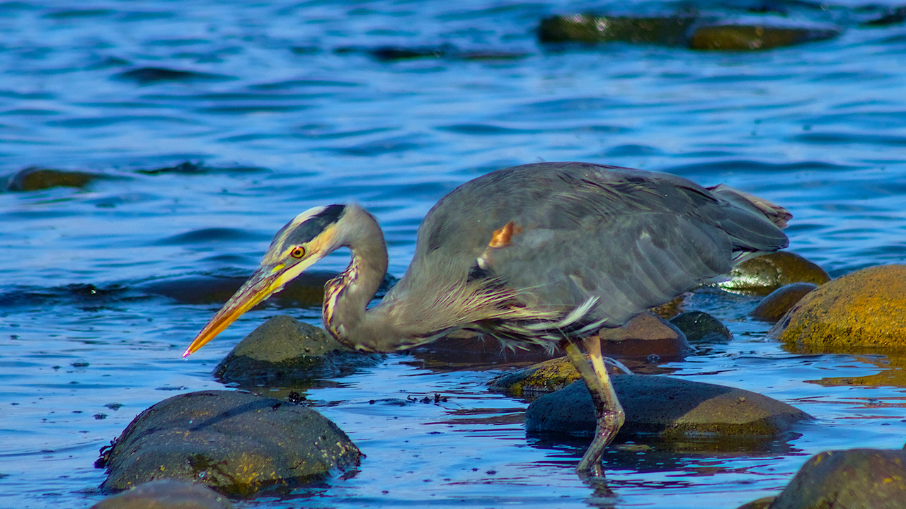 Great Blue Heron