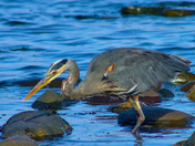 Great Blue Heron