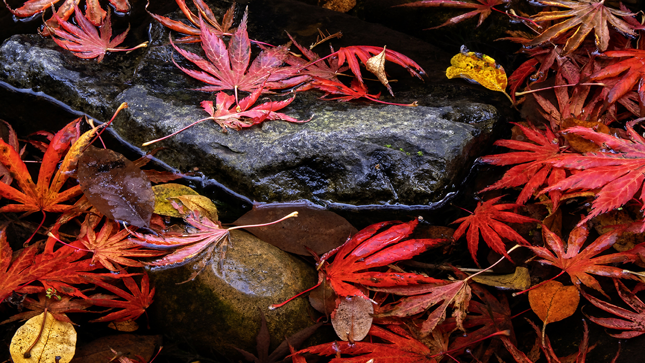 Fallen Japanese Maple Leaves.