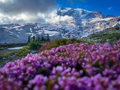Mount Rainier National Park