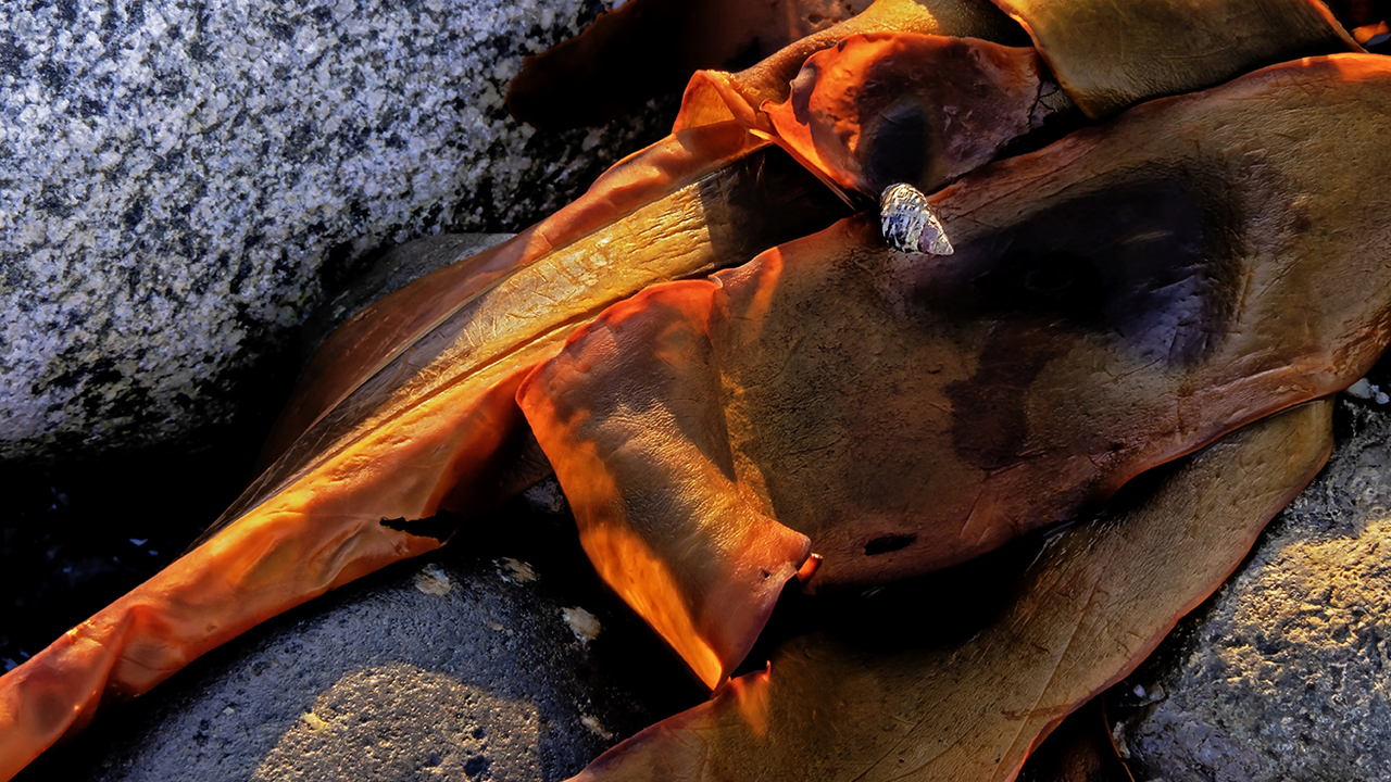 Mollusc on the Move.