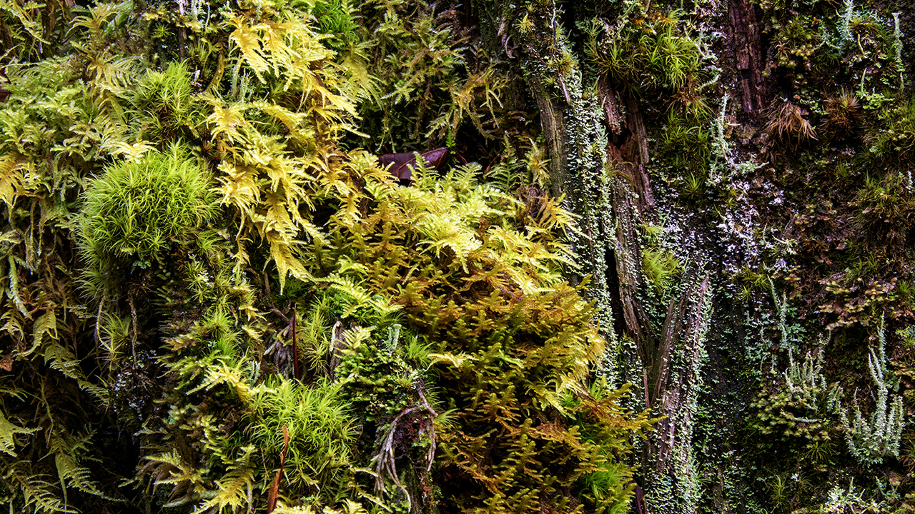 Rainforest Tree Trunk Ecosystem.