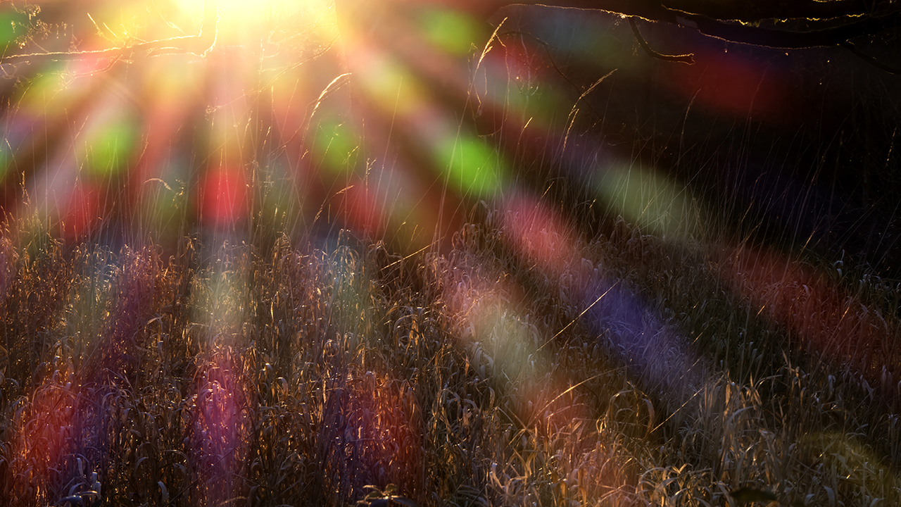 Winter grasses lit by the setting sun.