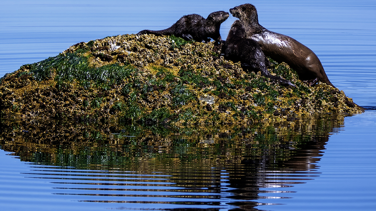 River Otter Greetings.