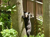 Great Smoky Mountain National Park