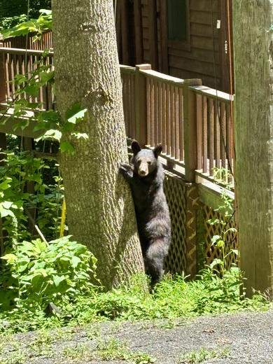Great Smoky Mountain National Park