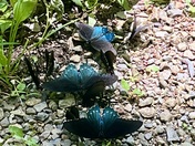 Great Smoky Mountains National Park 