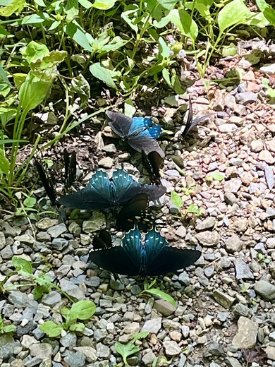 Great Smoky Mountains National Park 