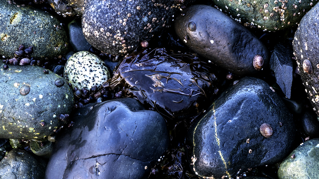 Low tide rock concert.