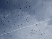 National Mall & Memorial Parks