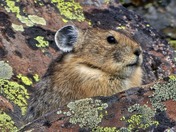 Grand Mesa, Uncompahgre and Gunnison National Forests