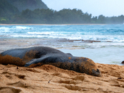 Hawaiian Islands Humpback Whale National Marine Sanctuary