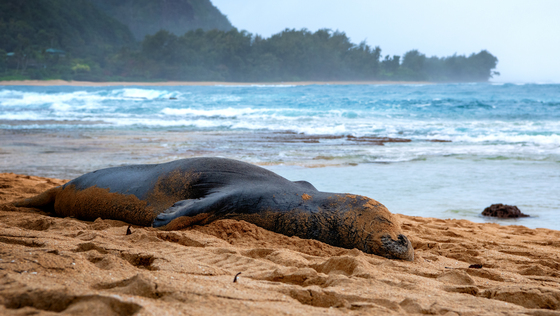 Hawaiian Islands Humpback Whale National Marine Sanctuary