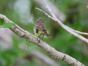 Everglades National park 