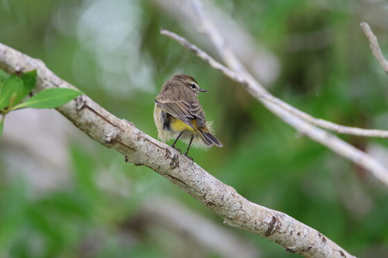 Everglades National park 