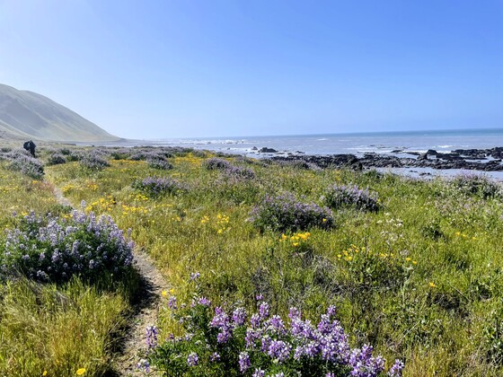 Lost Coast Trail
