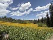Caribou-Targhee National Forest 