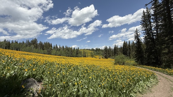 Caribou-Targhee National Forest 
