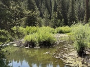 Caribou-Targhee National Forest