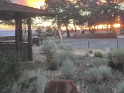 Grand Canyon National Park