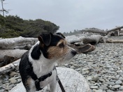 Olympic National Park (Kalaloch)