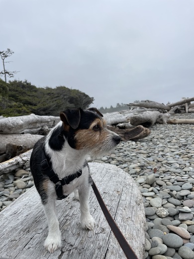 Olympic National Park (Kalaloch)