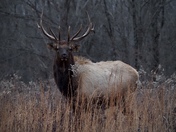 Land between the Lakes