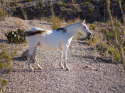 Big Bend National Park