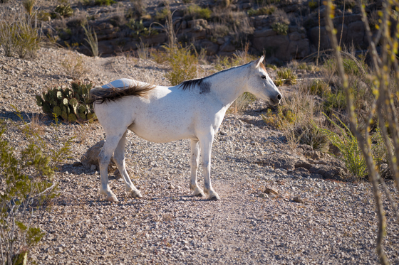 Big Bend National Park