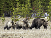 Yellowstone National Park 
