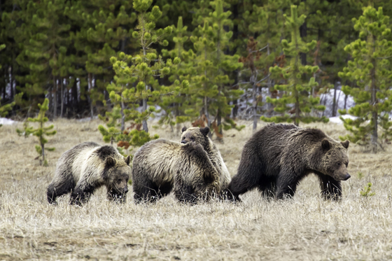 Yellowstone National Park 