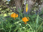 Olympic National Park