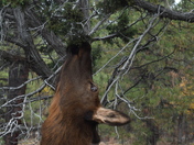 Grand Canyon National Park