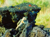 Valley of Fires BLM New Mexico