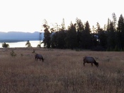 Yellowstone National Park 