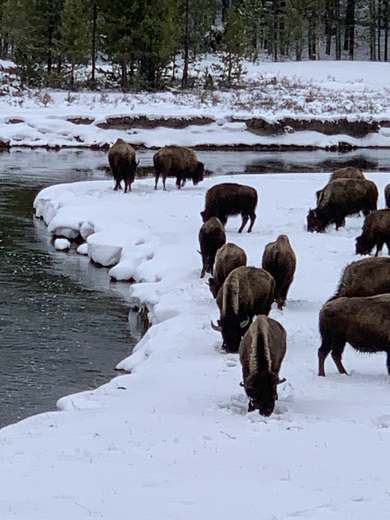 Yellowstone National Park