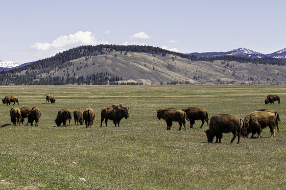 Grand Teton National Park 