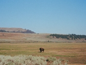 Greater Yellowstone Ecostystem (Grand Teton and Yellowstone)