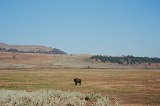 Greater Yellowstone Ecostystem (Grand Teton and Yellowstone)